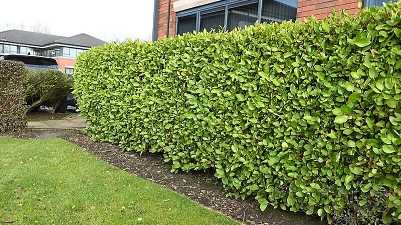 Transform Your Garden with Griselinia Hedging Plants