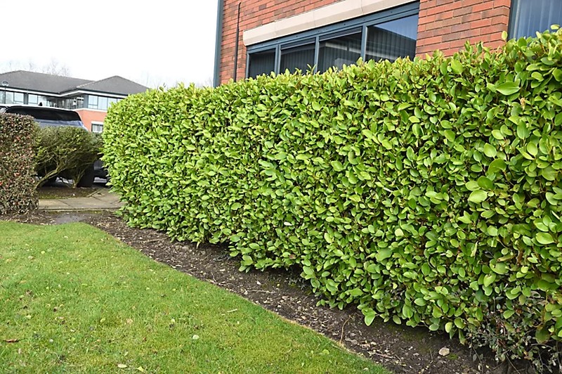 Transform Your Garden with Griselinia Hedging Plants