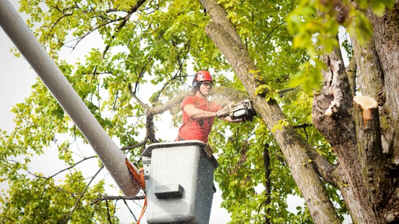 Emergency Tree Service