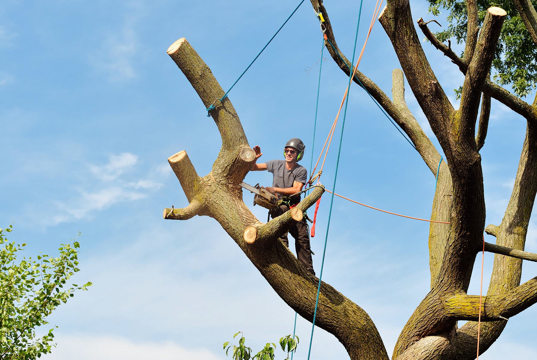 5 TYPES OF TREE DISEASES THAT MAY REQUIRE TREE REMOVAL